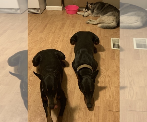 Medium Photo #13  Breeder Profile in MONROE CITY, MO, USA