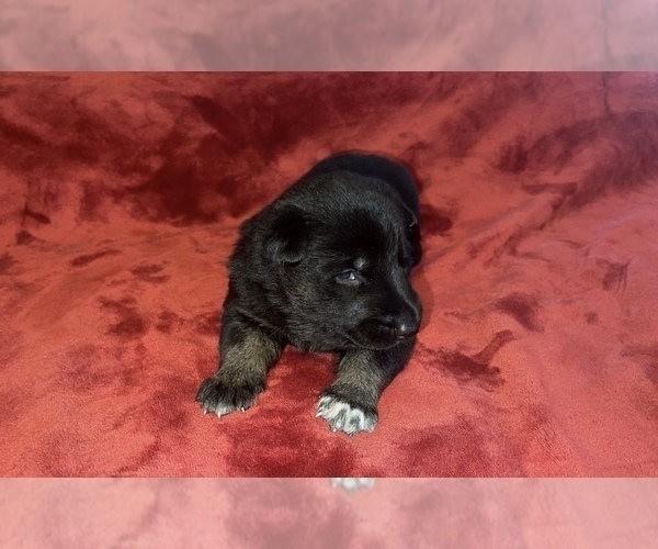 Medium Photo #9  Breeder Profile in COVENTRY, RI, USA