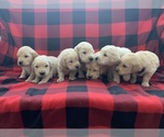 Small breeder photo