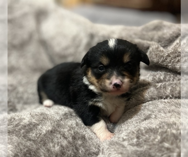 Medium Photo #8  Breeder Profile in AMES, OK, USA