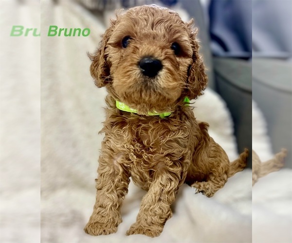 Medium Photo #1  Breeder Profile in LYNNWOOD, WA, USA