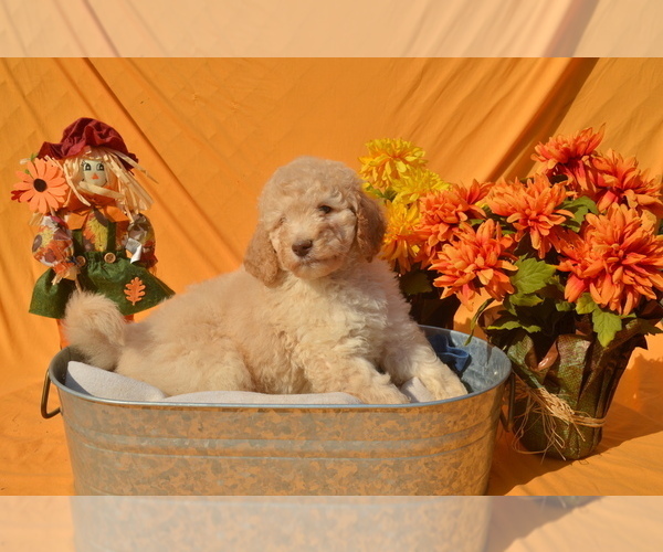 Medium Photo #1  Breeder Profile in COVINGTON, GA, USA
