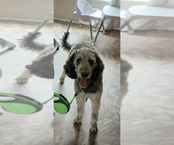 Medium Photo #11  Breeder Profile in DEER PARK, WA, USA