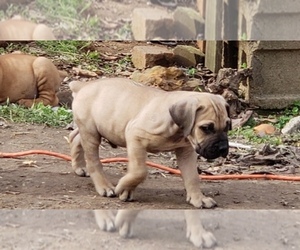 Main photo of Boerboel Dog Breeder near HUNTINGDON, TN, USA