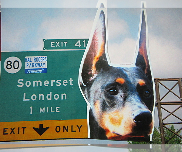 Medium Photo #1  Breeder Profile in LONDON, KY, USA