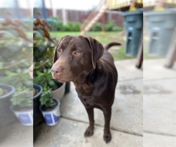 Medium Photo #1  Breeder Profile in HALLWOOD, CA, USA