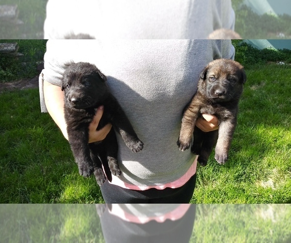 Medium Photo #1  Breeder Profile in TINLEY PARK, IL, USA