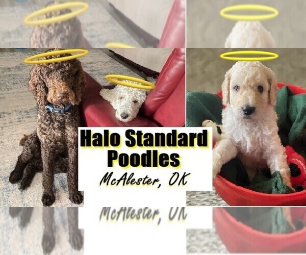 Medium Photo #1  Breeder Profile in MCALESTER, OK, USA