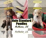Small breeder photo