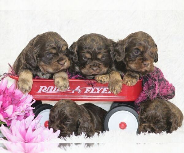 Medium Photo #2  Breeder Profile in LOYAL, WI, USA