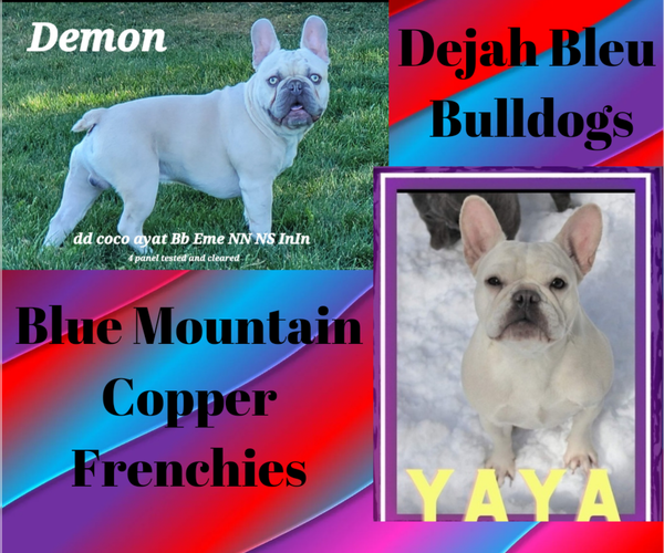 Medium Photo #24  Breeder Profile in BAKER CITY, OR, USA