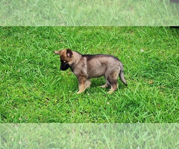 Medium Photo #36  Breeder Profile in HUMBOLDT, TN, USA