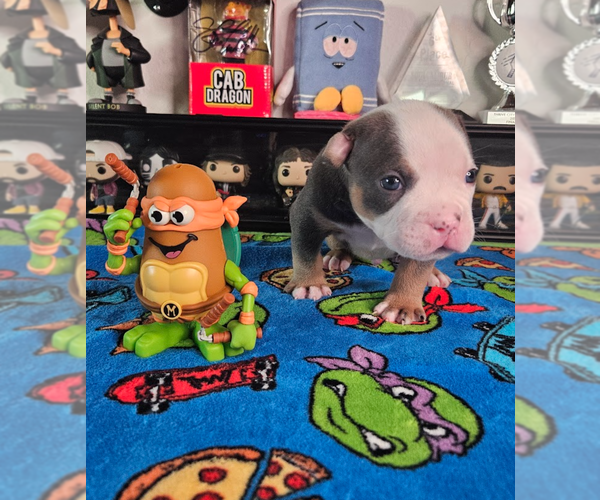 Medium Photo #4  Breeder Profile in SANTA CRUZ, CA, USA