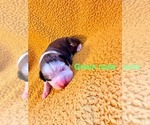 Small #3 Breeder Profile image