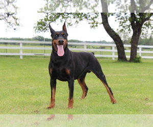 Doberman Pinscher Dog Breeder near BOYD, TX, USA