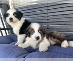 Small breeder photo
