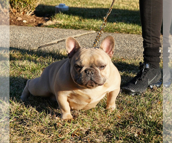 Medium Photo #1  Breeder Profile in EAST ORANGE, NJ, USA