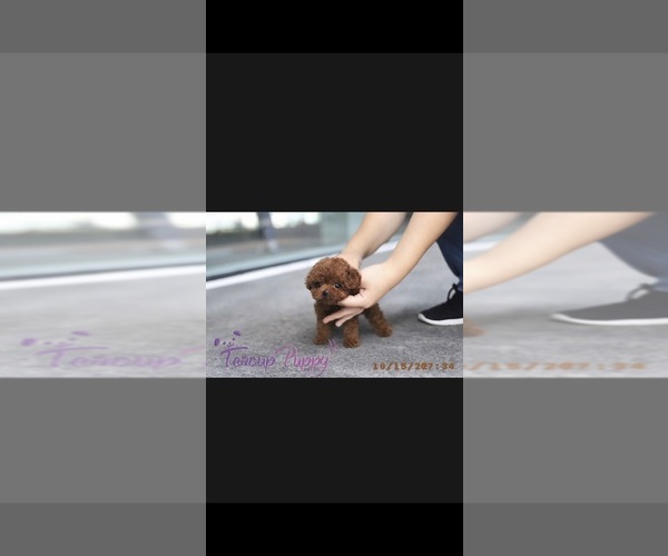 Medium Photo #1  Breeder Profile in BRANDYWINE, MD, USA