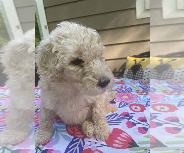 Medium Photo #2  Breeder Profile in DOUGLASVILLE, GA, USA