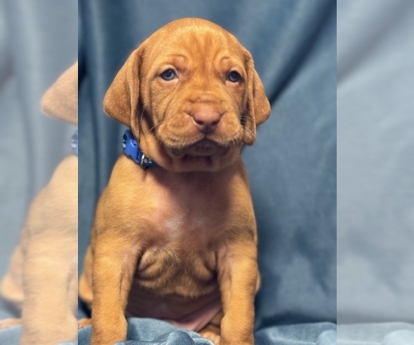 Medium Photo #7  Breeder Profile in ROYSTON, GA, USA