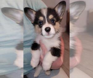 Pembroke Welsh Corgi Dog Breeder near SURPRISE, AZ, USA