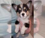 Small breeder photo