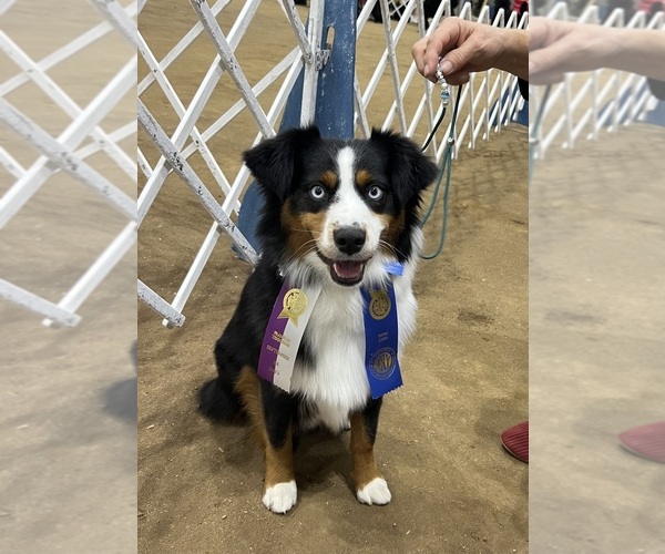 Medium Photo #10  Breeder Profile in NOLENSVILLE, TN, USA