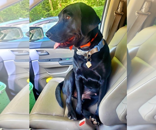 Medium Photo #1  Breeder Profile in MADISON, NC, USA