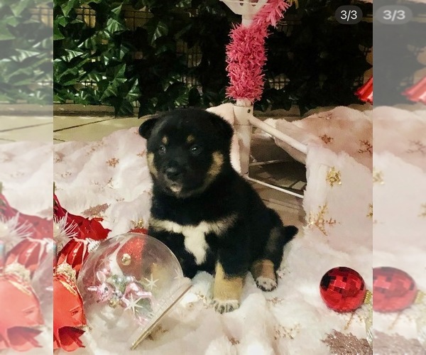 Medium Photo #3  Breeder Profile in CHULA VISTA, CA, USA