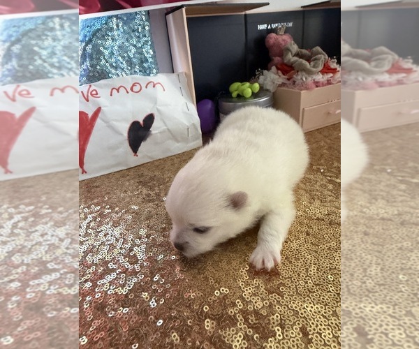 Medium Photo #10  Breeder Profile in HOLLYWOOD, FL, USA