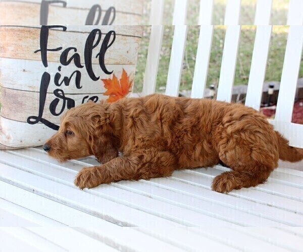 Medium Photo #2  Breeder Profile in CENTRAL CITY, KY, USA