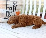 Small #1 Breeder Profile image