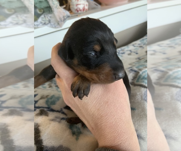 Medium Photo #2  Breeder Profile in MONROE CITY, MO, USA
