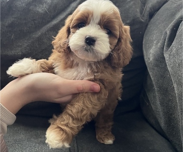 Medium Photo #1  Breeder Profile in HESPERIA, CA, USA