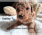 Small #99 Breeder Profile image