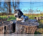 Small Photo #10  Breeder Profile in CUMBY, TX, USA