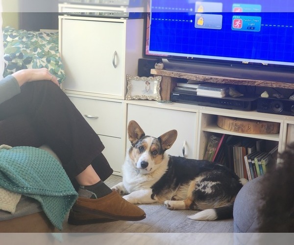 Medium Photo #8  Breeder Profile in CLAYTON, WA, USA