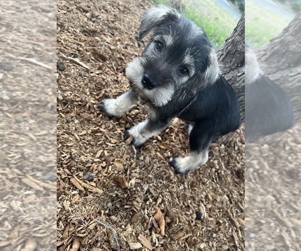 Medium Photo #1  Breeder Profile in BAY SHORE, NY, USA
