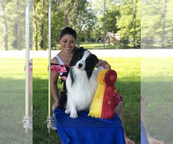 Medium Photo #23  Breeder Profile in BRYANTOWN, MD, USA
