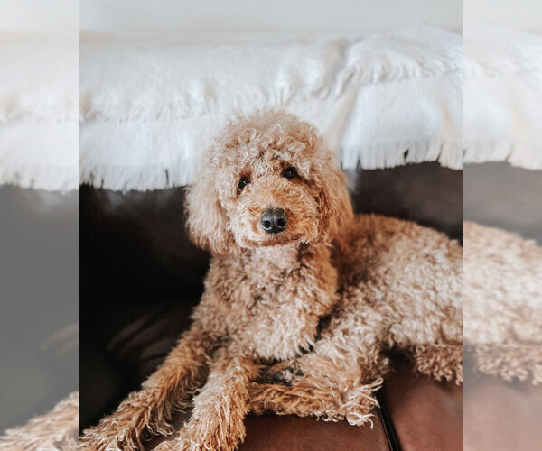 Medium Photo #1  Breeder Profile in EVERETT, WA, USA