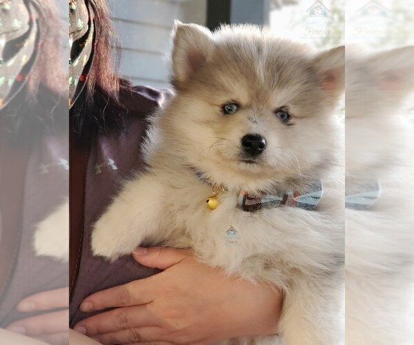 Medium Photo #11  Breeder Profile in BURNS TOWNSHIP, MN, USA