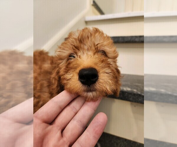 Medium Photo #24  Breeder Profile in GRAND RAPIDS, MI, USA