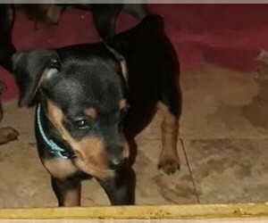 Miniature Pinscher Dog Breeder near BRIDGEWATER, NJ, USA