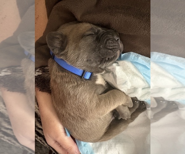 Medium Photo #1  Breeder Profile in CEDAR BLUFF, AL, USA