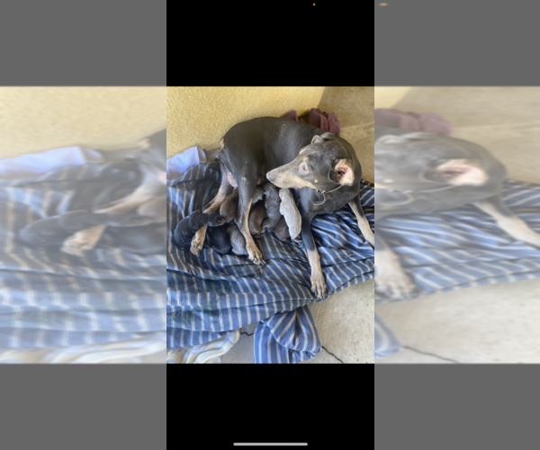 Medium Photo #1  Breeder Profile in HESPERIA, CA, USA