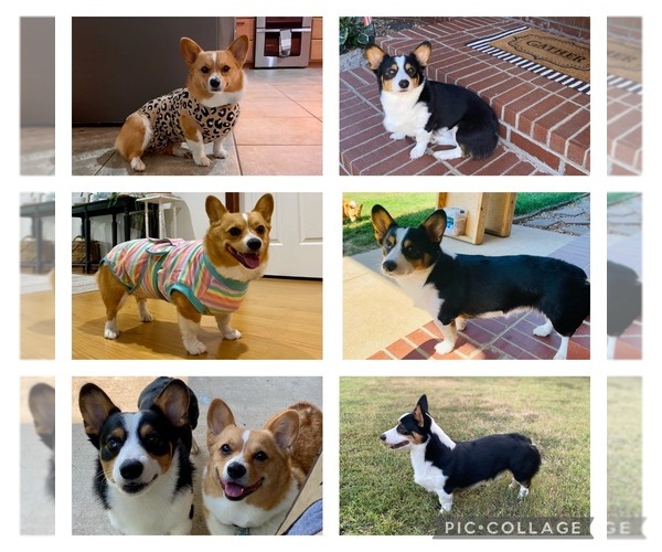 Medium Photo #1  Breeder Profile in CLINTON, AR, USA