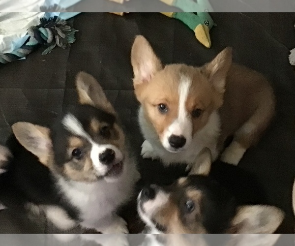 Medium Photo #1  Breeder Profile in BUTTE VALLEY, CA, USA