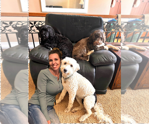 Portuguese Water Dog Dog Breeder near SWARTZ CREEK, MI, USA