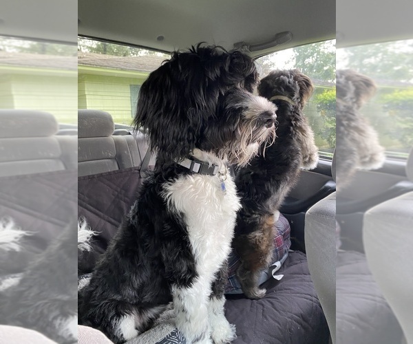 Medium Photo #58  Breeder Profile in BAYTOWN, TX, USA