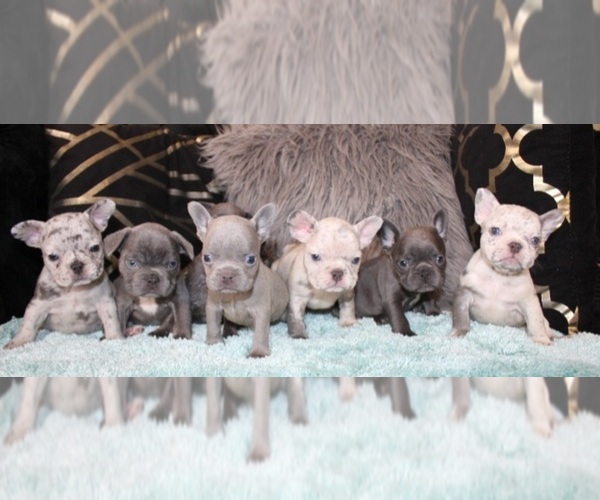 Medium Photo #1  Breeder Profile in HOUSTON, TX, USA